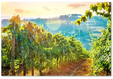 Postereck - 1312 - Vignoble, raisin, cep, vigne, nature, champ. Art Mural Impression – Décoration cuisine, nature, Poster - Affiche - 4:3 81,0 cm x 61,0 cm