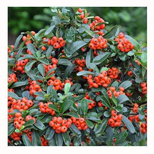30 Pyracantha Pyracantha fortuneana Rosaceae Semi ~ giardino di Chris