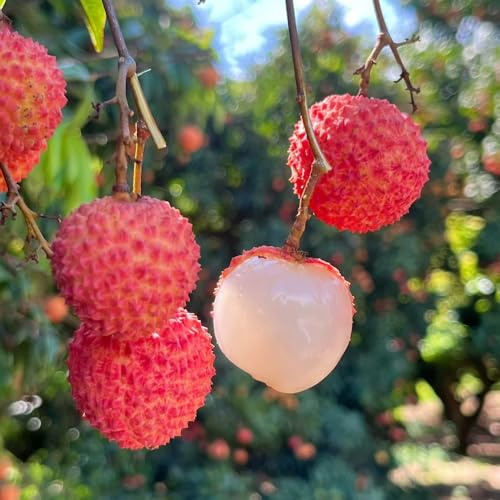 Semi di litchi - esotiche comprare da giardino di semi rari da nani resistenti 10pcs