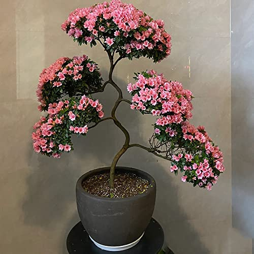 Semi di azalea - Rododendro decorazioni giardino per esterni tappezzanti rialzata recisi giardino resistenti in vaso biologiche 250pcs