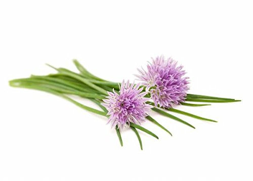 Semi di Erba Cipollina