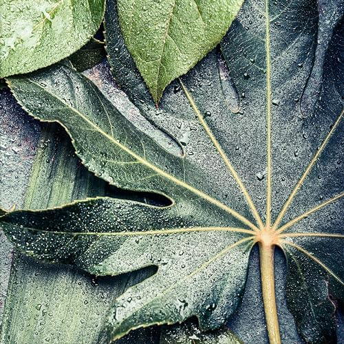 artissimo, Glasbild, 30x30cm, AG4067A, Tropical arrangement I, Blatt, Orchidee, grün, Bild aus Glas, moderne Wanddekoration aus Glas, Wandbild Wohnzimmer modern