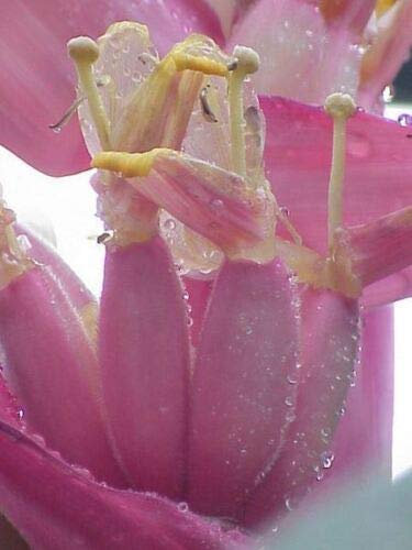 Musa Velutina - Pink Banana - 10 semi - NPWS