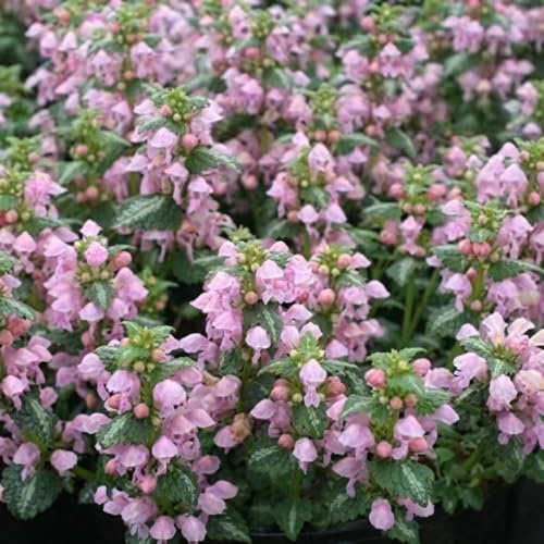 Bedwen Lamium 'Shell Pink' Plug Plant x3 – Silver-Striped Foliage & Pink Dead Nettle Flowers for Shade Gardens, Edging & Soft Spring Colour