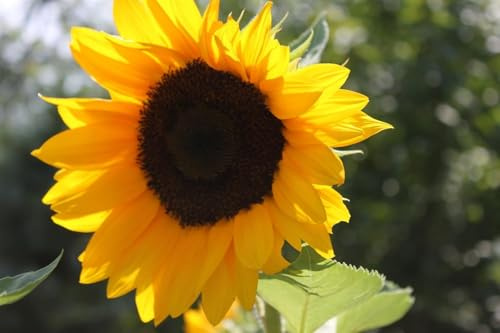 1000+ Stück Sonnenblume, Helianthus annuus, Leuchtend gelbe Blüten, Robuste Staude für Garten & Beet