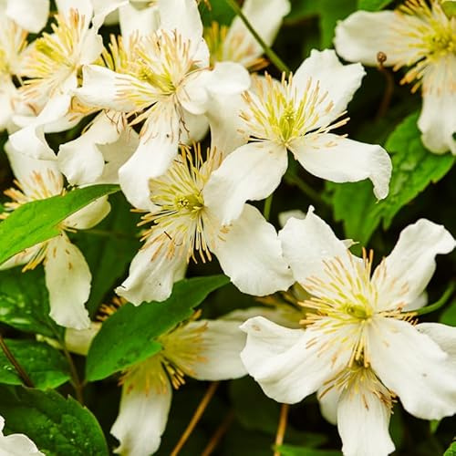Clematite - Clematis Montana Wilsonii 70cm - Plante En Pot - Floraison Printemps - Couleur de la Fleur - Hauteur 6 à 8m