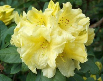 8 Seeds - Yellow Flower - Rhododendron campylocarpum : Seeds Only