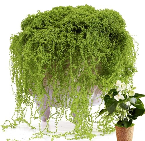 Genérico Musgo Artificial para Plantas de Interior,300g Decoración Realista para Jardín Verde Natural - Musgo Verde para Plantas,para Macetas Pared Jardineras Suculentas Terrario Navidad y Exteriores