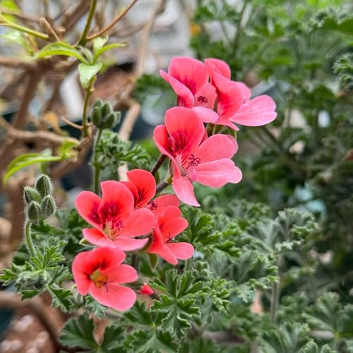 Geranien, blumensamen balkonpflanzen seltene geschenke für gärtner bio blumensamen gastgeschenk balkongewächshäuser bodendecker exotische alte sorten stauden winterhart 150Samen