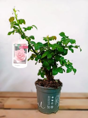 BotanicaUrbana-Rosal Grandiflora Princesa, Rosa con Bordes Fucsia, 50 cm de Altura, Maceta 15 cm, Floración Primavera a Verano, Planta de Exterior