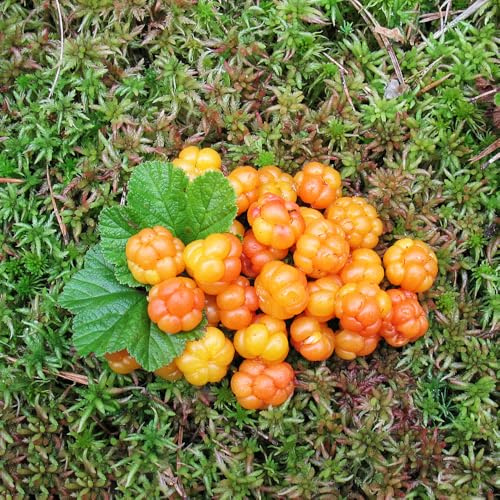 semi di lampone artico, Rubus chamaemorus da giardino resistenti decorazione del soggiorno biologici decorazione 20pcs