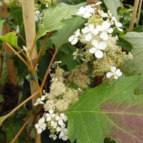 Gardenaria Ortensia Hydrangea Quercifolia 'Ice Crystal' Pianta Acidofila da Esterno, Colore Arancione, 40/50 cm, Vaso 19