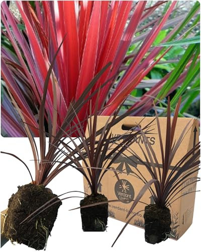 Cordyline Plants Outdoor Evergreen Perennial - 3 Large Garden Ready Burgundy-Red Foliage Hardy Cabbage Palm Trees. Established Rootball. Easy-Care Patio, Container or Border Plant. Peat Free, UK Grown