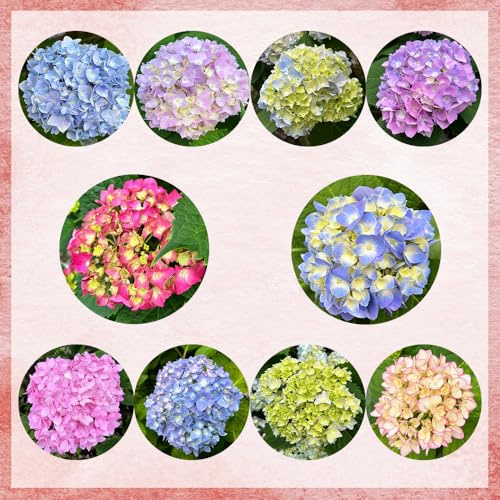 semi di ortensia resistenti, giardino aiuola, biologici selvatici, vecchie varietà 550pcs
