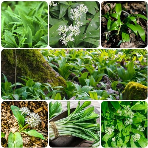 Semillas de ajo silvestre, orgánicas silvestres semillas de variedades antiguas 350pcs