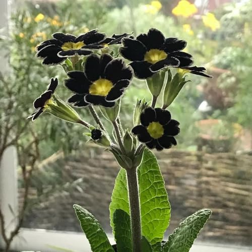primeln primula blumenwiese, balkon primelnsamen kletterpflanzen winterhart, hochbeet für sonnige plätze 90pcs