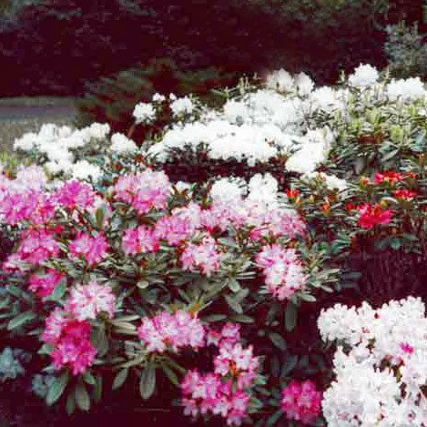 Graines De Rhododendron Yakushimanum Hybrides De Plant World Seeds