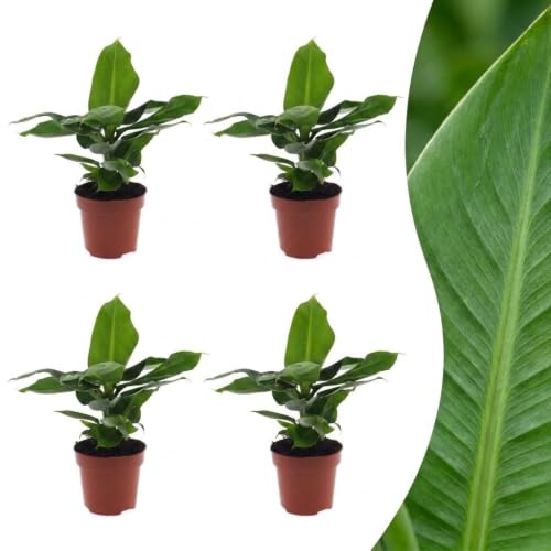 Banano Nano Musa da Interno, Verde, Set da 4, Vaso 12cm, Altezza 30cm