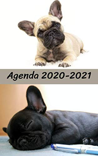 Agenda 2020 2021 / Couverture BOULEDOGUE Français - BULLDOG / 300 pages