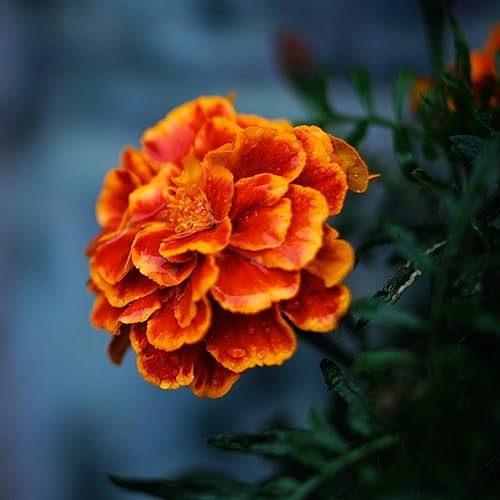 Marigold Safari Scarlet Flower Seeds - 'Tagetes patula' - Approx. 45 Organic Seeds