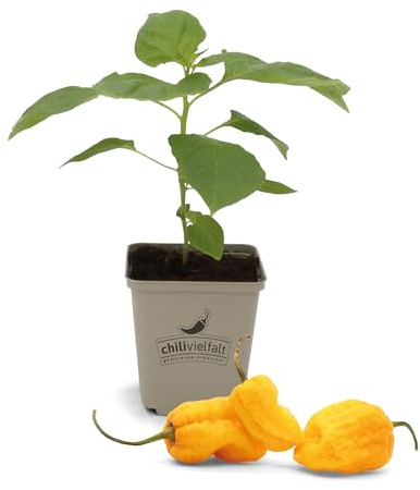 FLORTUS Chili Pflanzen im Topf Carolina Reaper Yellow | 1 Pflanze | Schärfste Chili der Welt | Jungpflanze für Anzucht | Pflanze für extrem scharfe Schoten | Samen Alternative