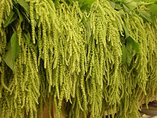 AMARANTO CODA DI VOLPE VERDE NR.100 SEMI