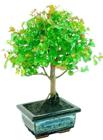 Mix de Mini Bonsái Natural en Maceta - Árbol Premium