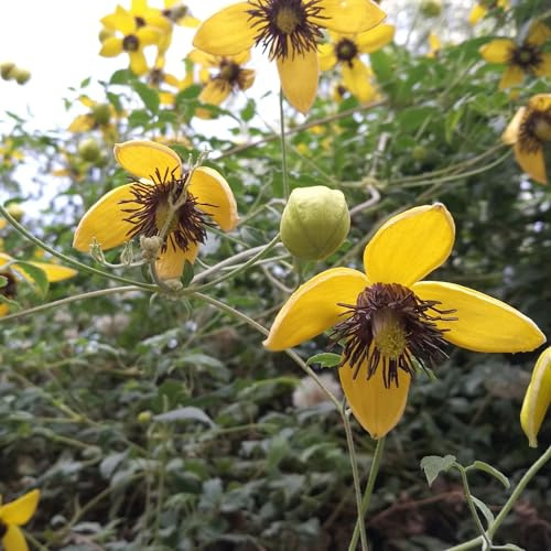 Vivai le Georgiche - Pianta vera di Clematis tangutica C. chrysantha, C. orientalis var. tangutica Clematide dorata - vaso Ø 15 cm - altezza alla vendita 40-60 cm