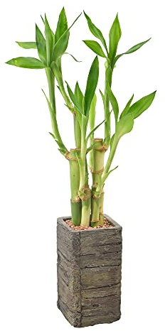 Arcadia Garden Products LV25 - Bambou porte-bonheur à 5 tiges - Plante d'intérieur vivante dans un pot en bois vieilli pour la maison, le travail ou un cadeau - Foncé