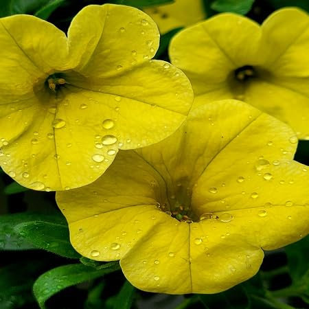 100 graines de fleurs de pétunia jaune