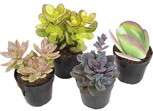 Cuatro Plantas Suculentas Naturales de Tamaño Pequeño Fáciles de Mantener