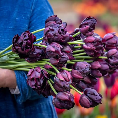 Bulbi di tulipano d'appartamento esotiche giardino giardino arredamento del soggiorno decorazioni per esterni bulbi ornamentali del 3pcs