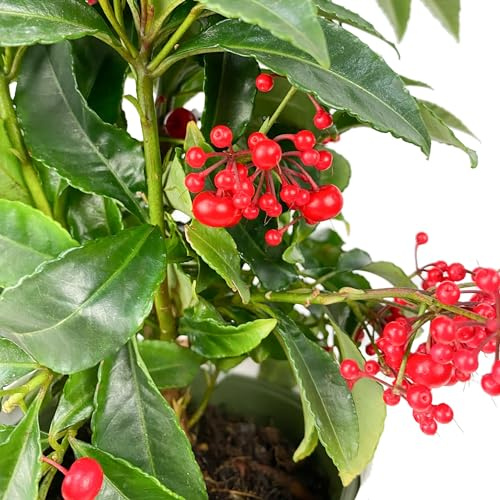 Ardisia Crenata El Arbusto Natural Perfecto para tu Jardín de Invierno