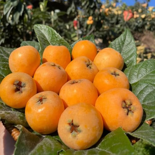 semi di nespolo giapponese, colonnari di nespolo giapponese di sapote, resistenti 12pcs
