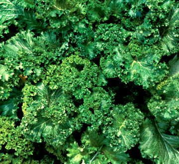 Park Seed Southern Giant Curled Mustard Seeds, Pack of 2000 Seeds