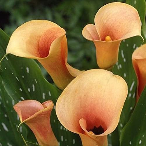schone Zantedeschia – Pastel Pretty Blooms – Summer Flowering Bulb – Perennial – for Your Beautiful Garden (1 x Zantedeschia Salmon), Orange