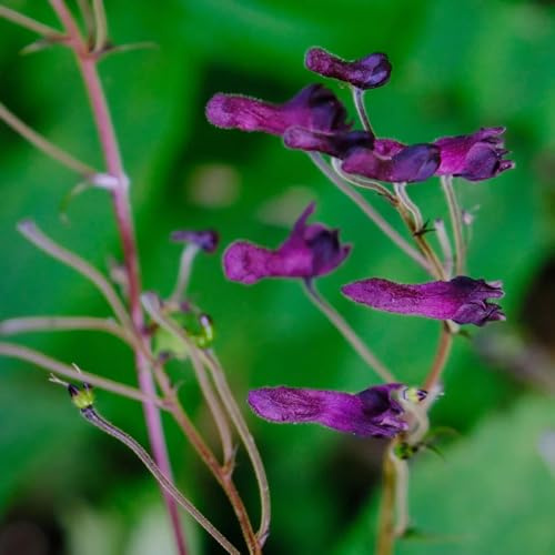 Semillas de acónito - Aconitum napellus - resistentes jardín otoño pradera de mariposas 80pcs