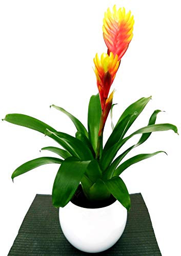POWERS TO FLOWERS - VRIESEA ARANCIO IN VASO CERAMICA BIANCO SFERICO, pianta vera