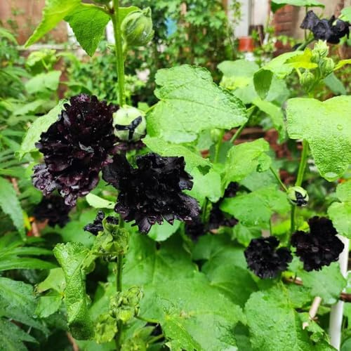 semillas de malva son perennes y resistentes jardín prado bonsai de interior bonsai semillas cobertura del suelo, 10pcs