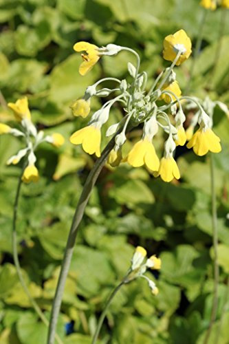WASSERPFLANZEN WOLFF ~ Primula florindae - Tibetprimel - Schlüsselblume, gelb - QUALITÄTSSTAUDEN im 2er Set in 9cm Töpfen - winterhart