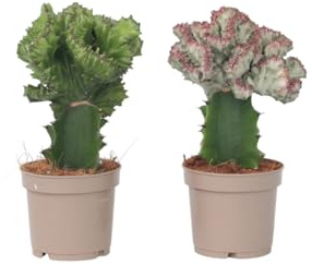Plant in a Box - Mezcla de euforbias - Mezcla de 2 - Euphorbia Lactea Cristata, Euphorbia Lactea Frankii - Hermosa mezcla de suculentas - Maceta P12 - Altura 25-30cm