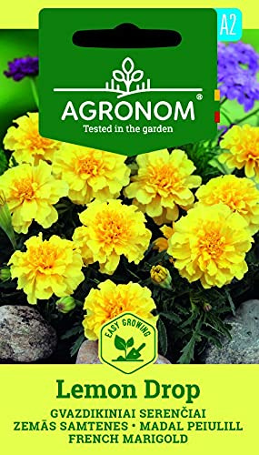 AGRONOM | Semi di garofano indiano LEMON DROP | Semi di fiori | 1 confezione