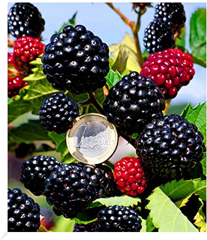 BALDUR Garten Zuckerbrombeere 'Asterina®' 1 Pflanze, Rubus fruticosus winterhart Brombeerpflanze Brombeerstrauch, blühend, robuste Pflanze, Obst-Rarität