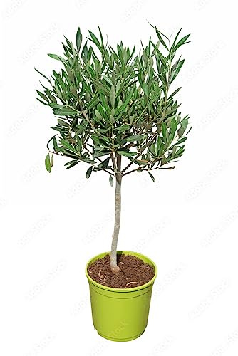 Olivo Copa Natural Árbol de Exterior para Crear un Ambiente Armónico