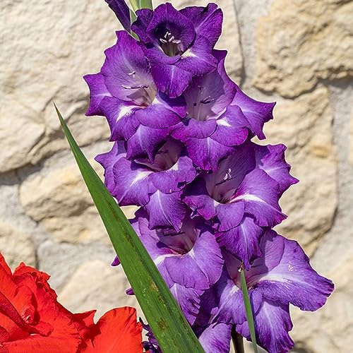 20 pcs Gladiolen Zwiebeln Winterhart Mehrjährig, flowers decoration, zimmerpflanzen Gladiolen, Gladiolen Zwiebeln, zwiebeln frisch, gartendeko für draußen blumenzwiebel, balkonpflanzen