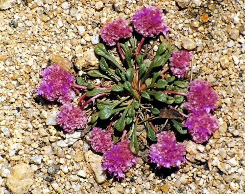 4 graines de Cistanthe Umata (= Calyptridium Umatum) H31 0 GRAINES DE PATTES DE CHATTE