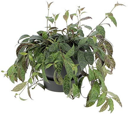 KENTIS - Aeschynanthus Marmoratus - Pianta Eschinanto - Piante Pendenti Vere da Interno - Pianta Ornamentale da Appartamento - Vaso Ø 17 cm