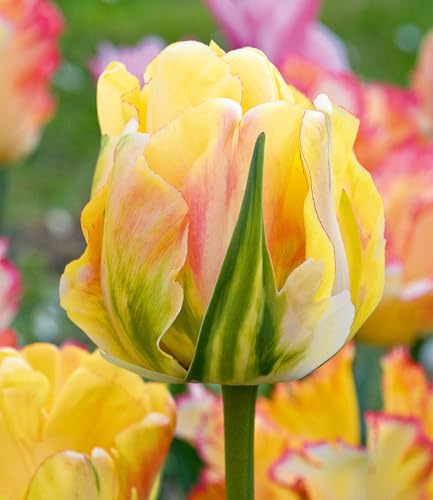 BALDUR Garten 10x Tulpe 'Akebono', Zwiebeln mit Umfang 11-12 cm | große Blüten, robust, widerstandsfähig, mehrjährig, pflegeleicht, winterhart, Schnittblume, Blickfang im Beet und Kübel