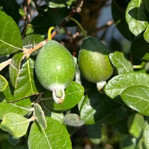 Semi di feijoa, da Acca sellowiana, giardino acquistare da giardino arbusti colonnare arbusti a crescita rapida regali per gli amanti del 80pcs