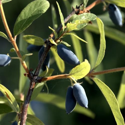 semi di mirtillo siberiano honeyberry - estremamente resistenti varietà antiche balcone letto rialzato vecchie 300pcs